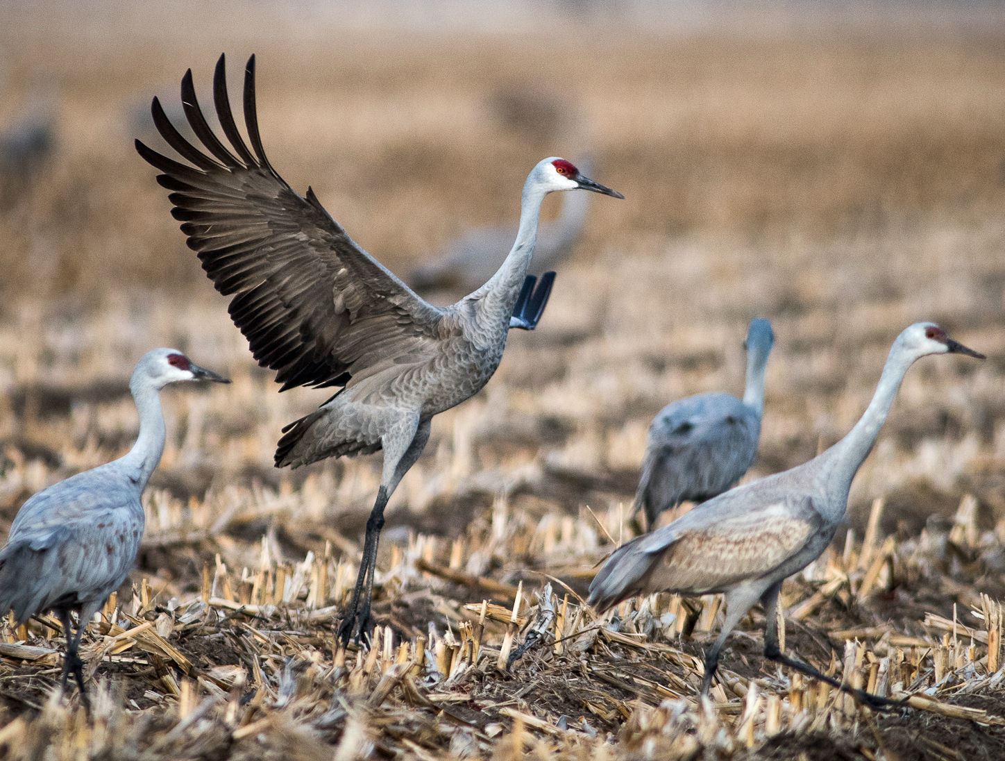 Cranes